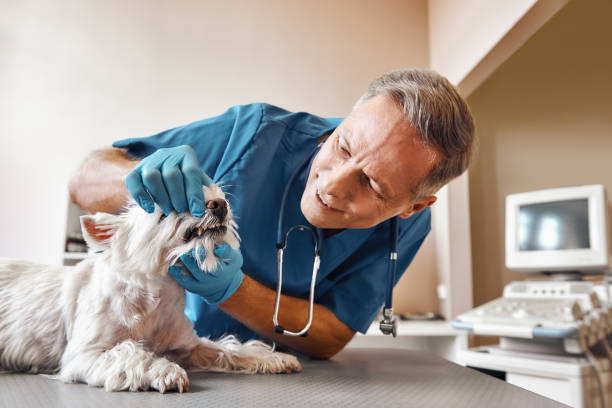 Best Emergency Dental Extractions in Rochester, IN